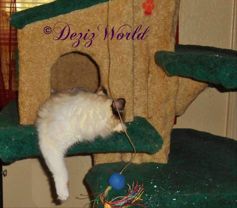 Raena sleeps in the house of the Liberty Cat Tree