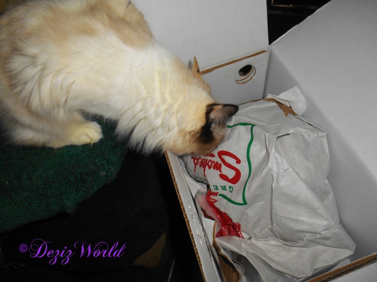 Raena sniffing the turkey sent by Snoops, Kommando Kitty and Cathy