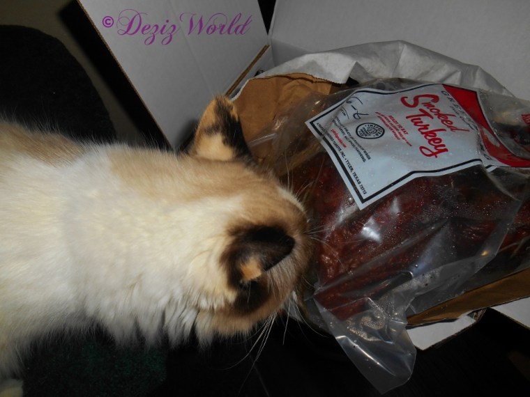 Raena sniffing the turkey sent by Snoops, Kommando Mitty and Cathy