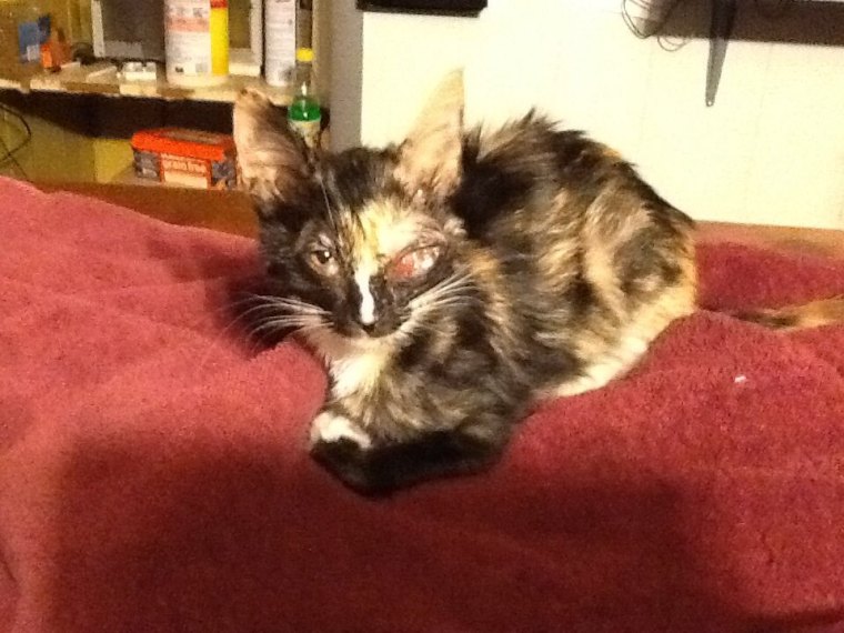 Hope, after her eye is cleaned at the vet