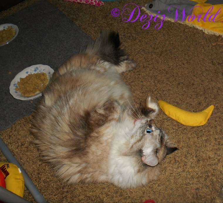 Dezi bathing after breakfast