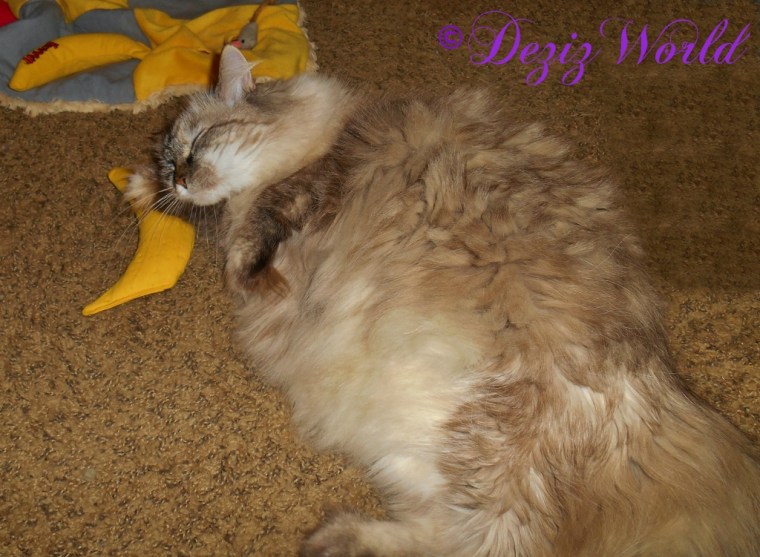 Dezi plays with the Yeowww nip nana