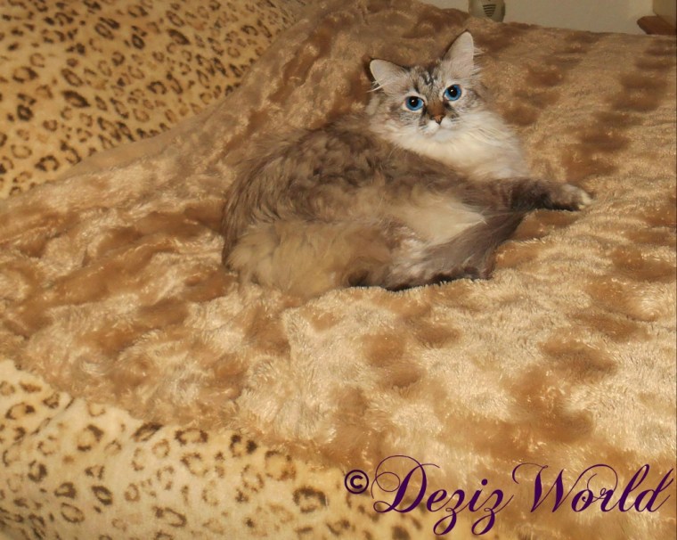 Dezi lays on the bed and looks into the camera