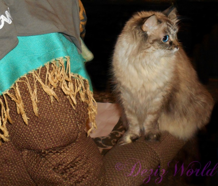 Dezi sits on arm of chair