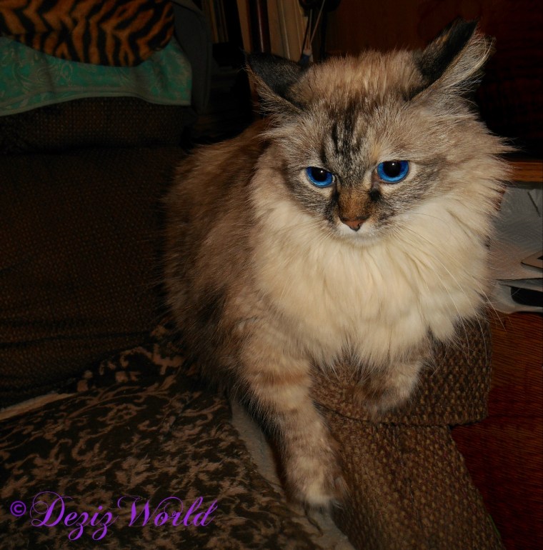 Dezi lays on arm of chair