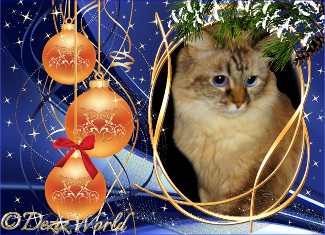 Dezi in a blue Christmas frame with orange balls.