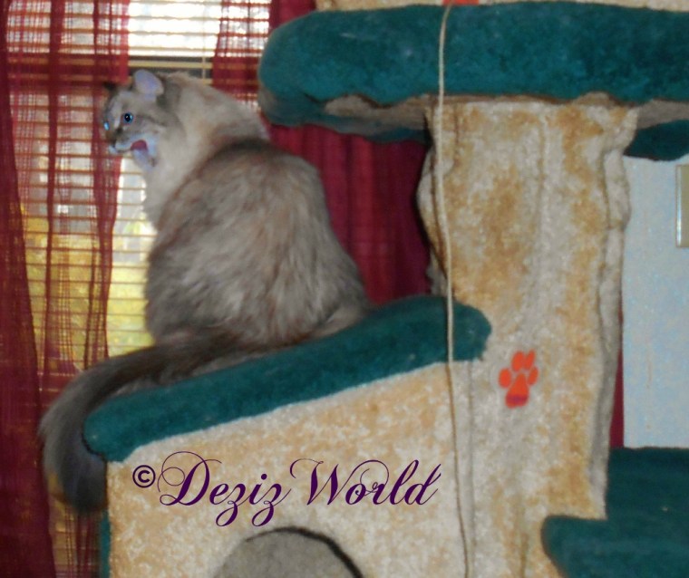 Dezi site on the Liberty cat tree house, looking out the window with her mouth open
