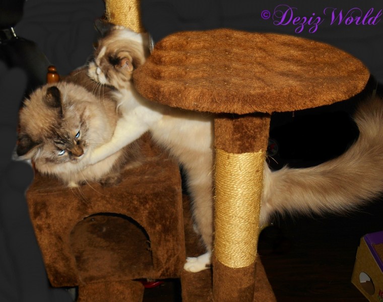 Raena hugs Dezi while she lays on the brown cat tree