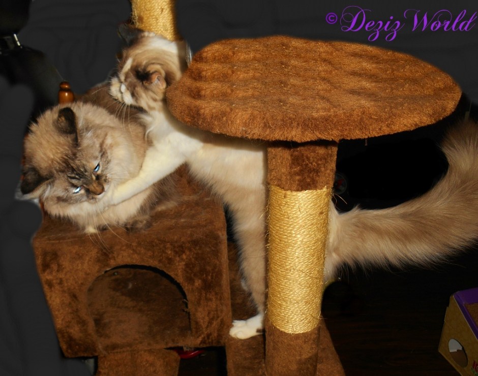 Raena hugs Dezi while she lays on the brown cat tree