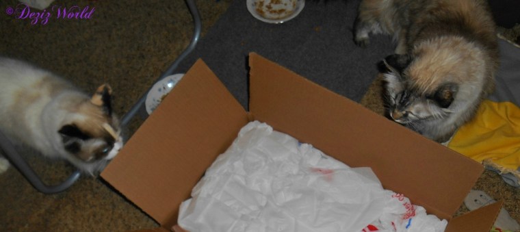 Dezi and Raena look into a box full of goodies