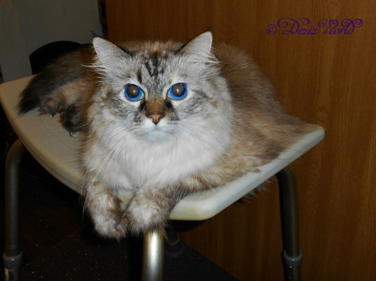 Dezi lays on shower bench