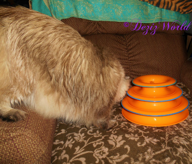 Dezi checks out the Tower of Tracks