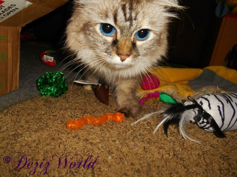 Dezi plays with Christmas gifts