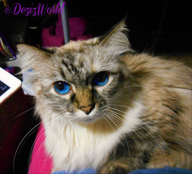 Dezi close up while laying in mommys lap