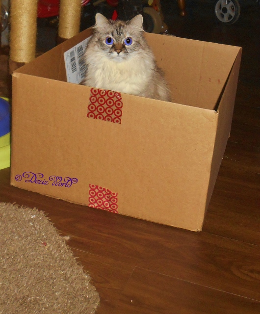 Dezi sitting in box