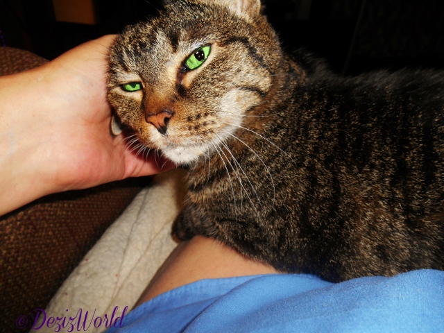 Lexi lays in mommys lap and gets some loving