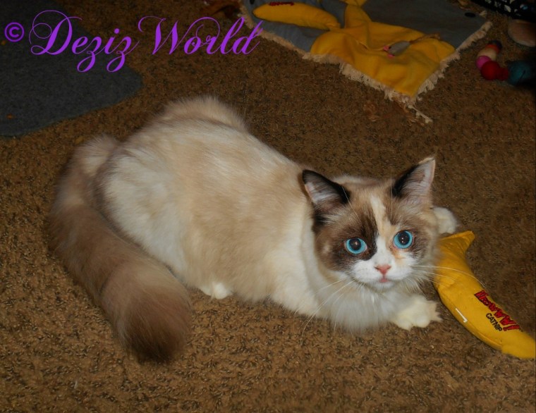 Raena plays with the Yeowww nip nana