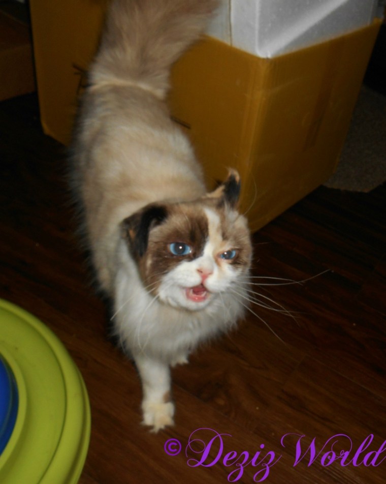 Raena a bit distorted