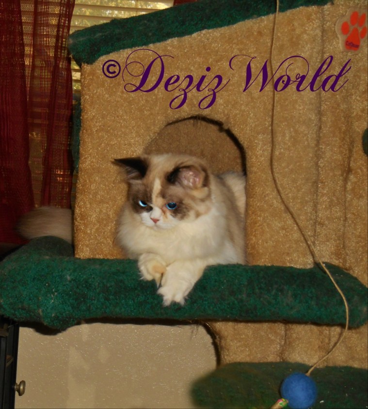 Raena in the Liberty cat tree house