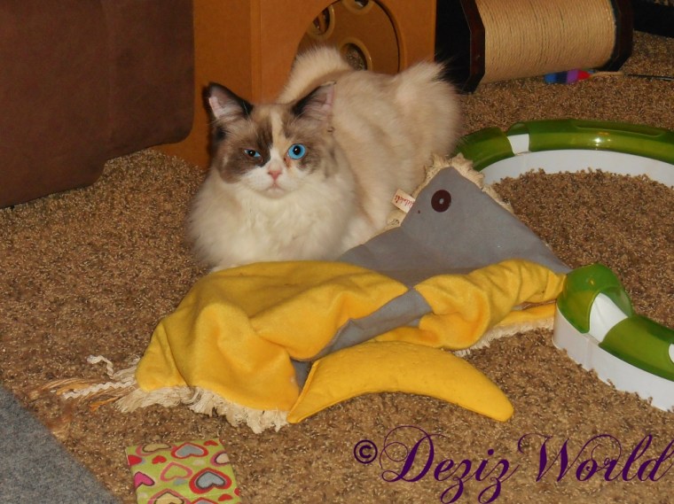 Raena laying on nip mat