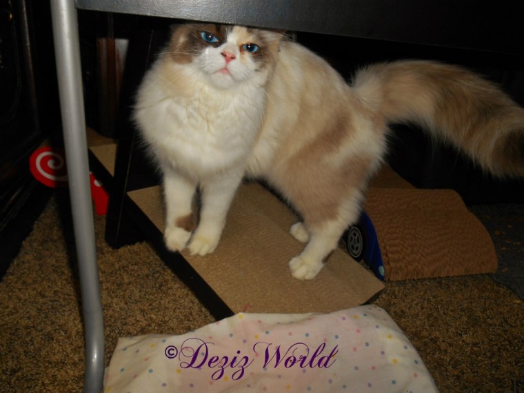 Raena stands on cat scratcher and poses for the camera