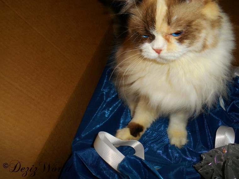 Raena sits in a box of Christmas gifts