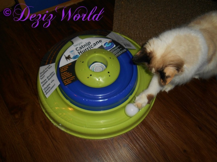 Raena tries to play with track from Donna