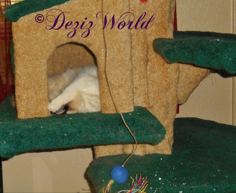 Raena sleeps in the Liberty cat tree house
