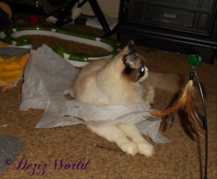 Raena plays in the gift bag paper