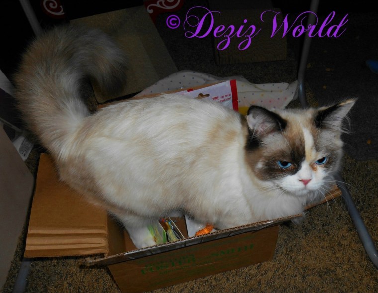 Raena checking out a box of Christmas gifts