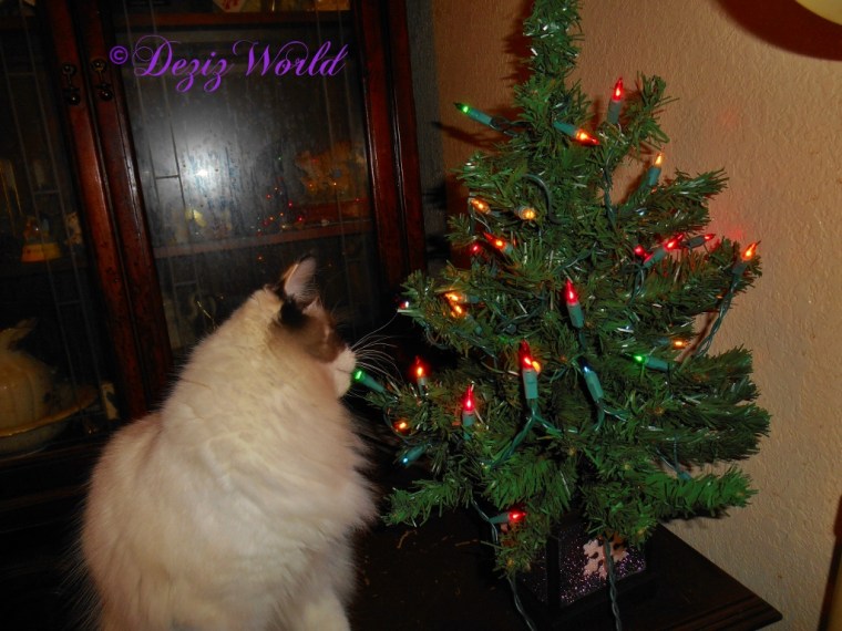 Raena biting light on Christmas tree