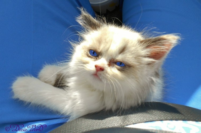 Baby Raena her first day riding home with mommy