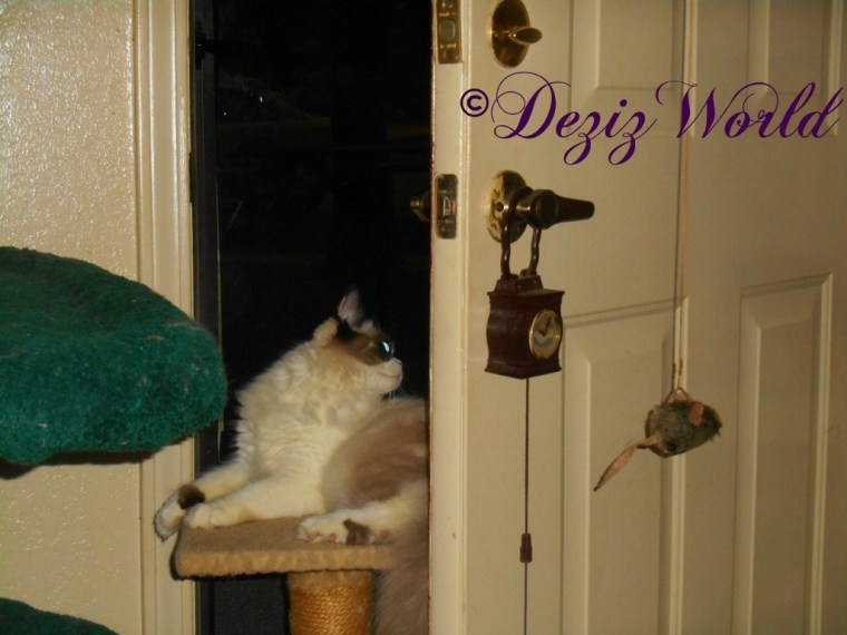 Raena looks out the front door