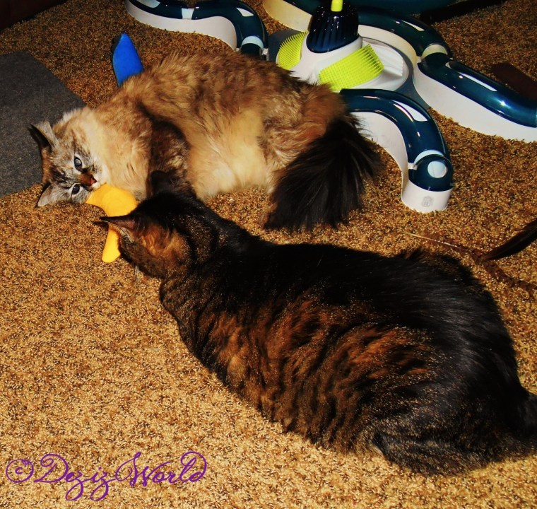 Dezi and Lexi playing together with the nip nanner