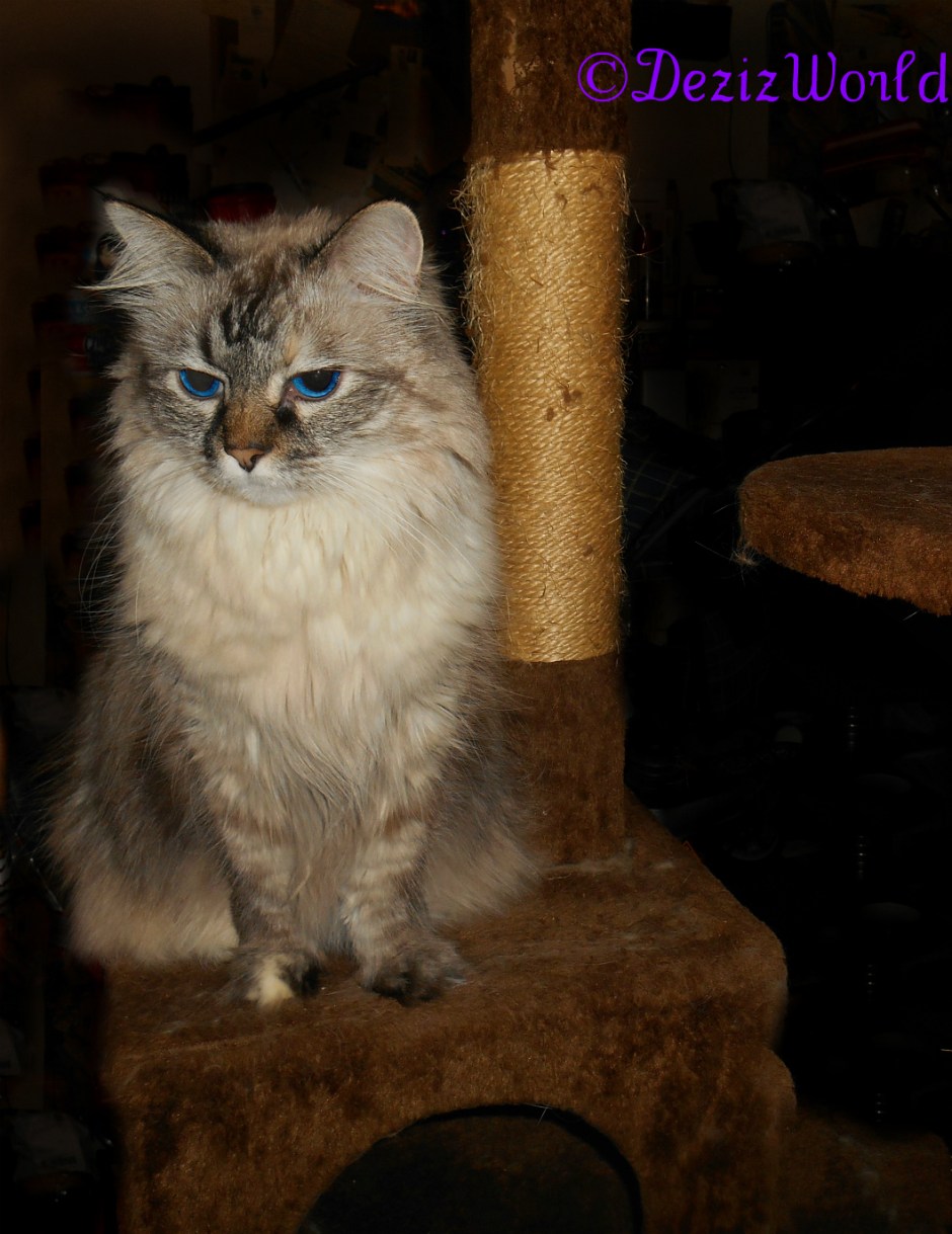 Dezi sits on the brown cat tree in her signature pose