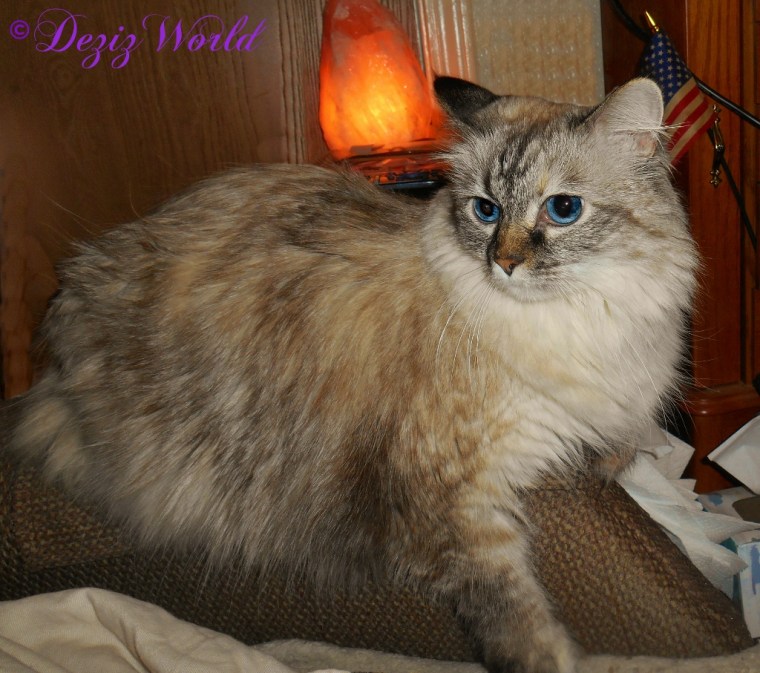 Dezi lays on the arm of the chair