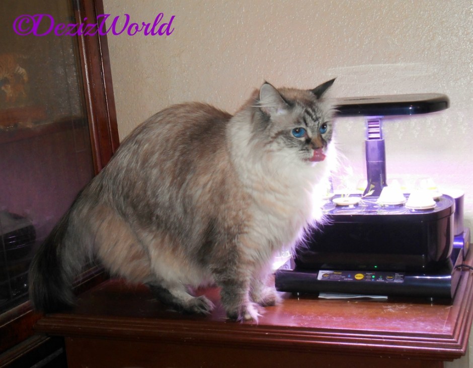 Dezi licking lips after tasting the dill plant