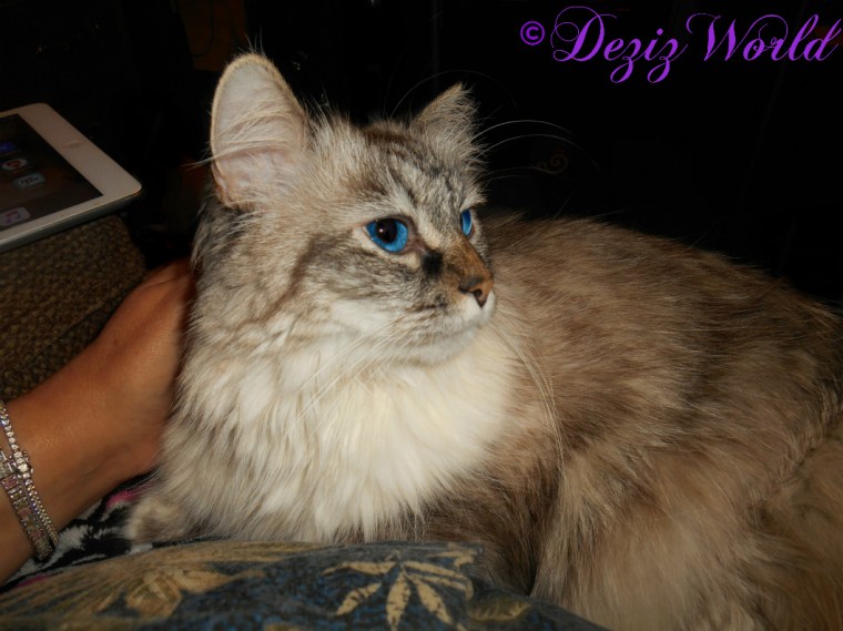 Dezi lays in mommys lap for some loving