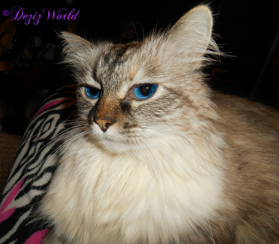 Dezi lays in mommys lap for loving