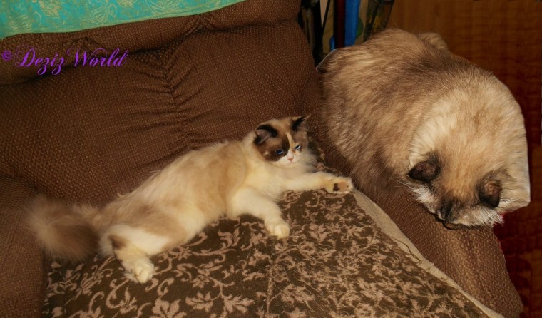 Dezi and Raena chat in the chair