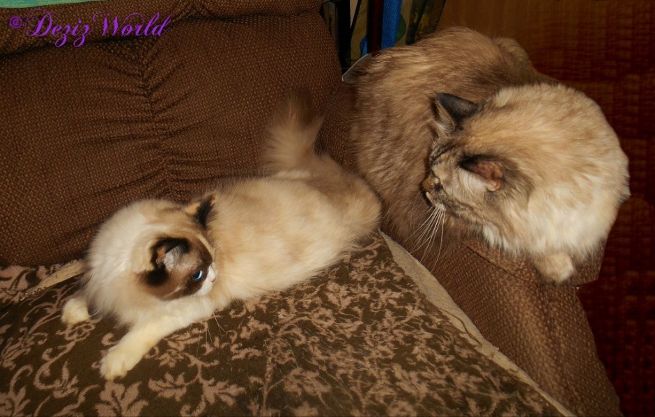 Dezi and Raena chat while laying on the chair