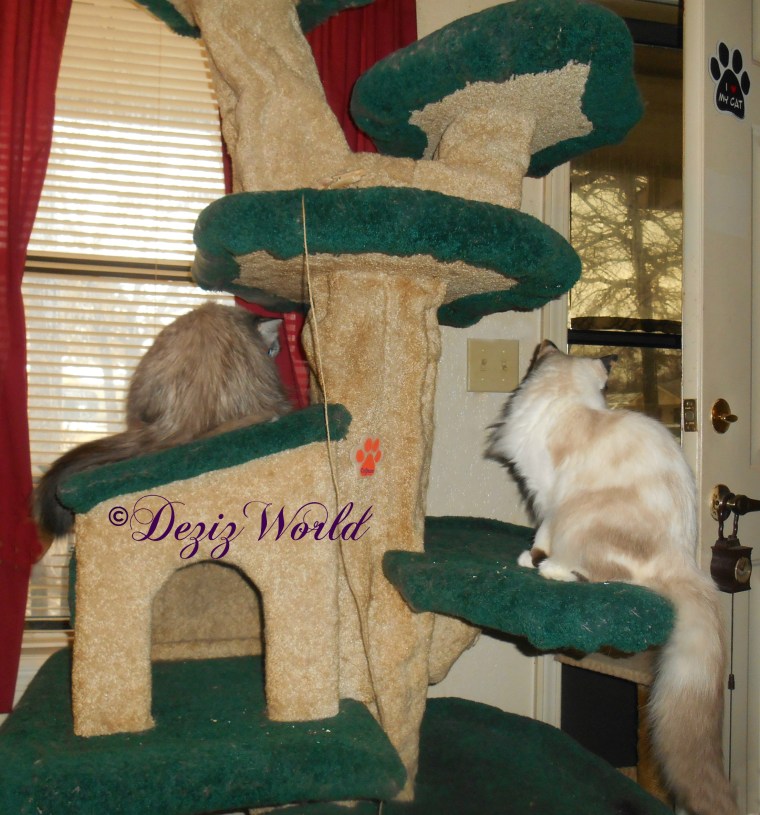 Dezi and Raena look outside at the first snow of 2017