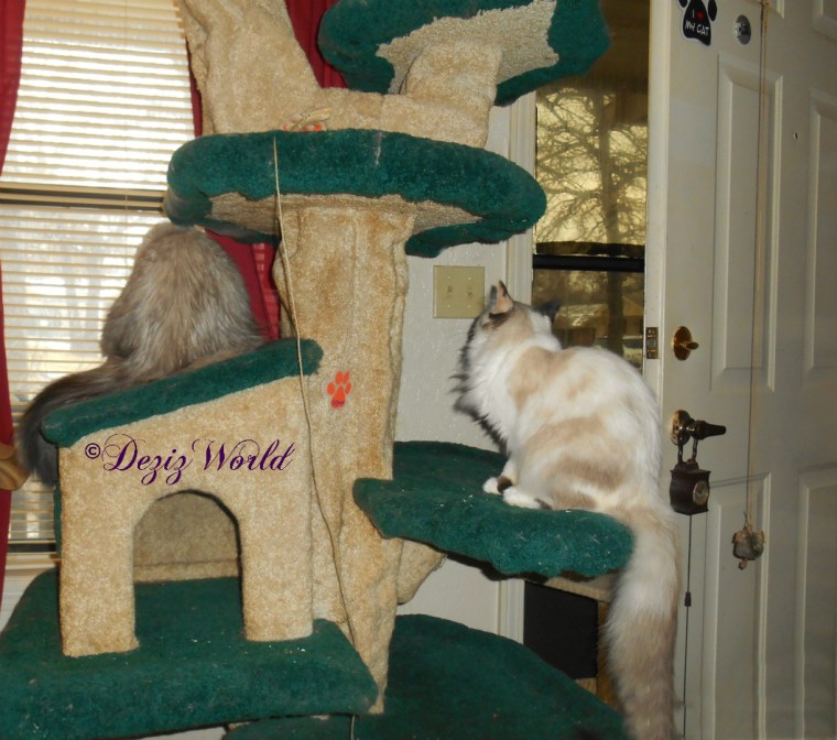 Dezi and Raena look out at the first snow of 2017