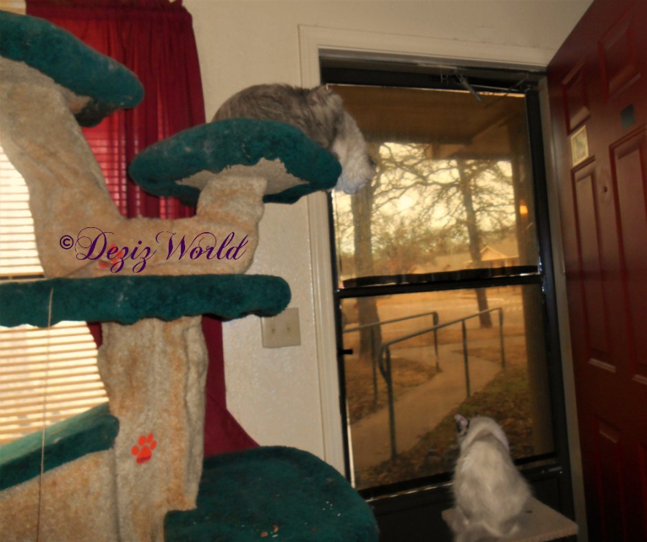 Dezi and Raena look outside from their perches near the door.