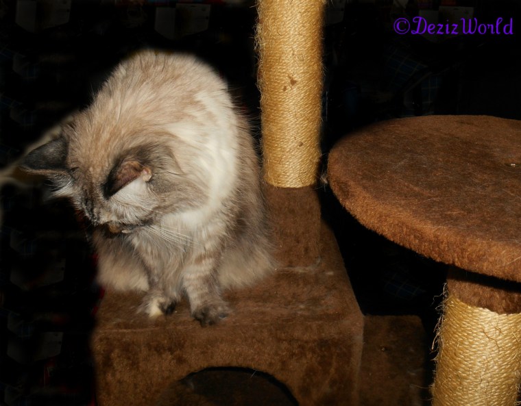 Dezi sits on brown cat tree with head down in prayer
