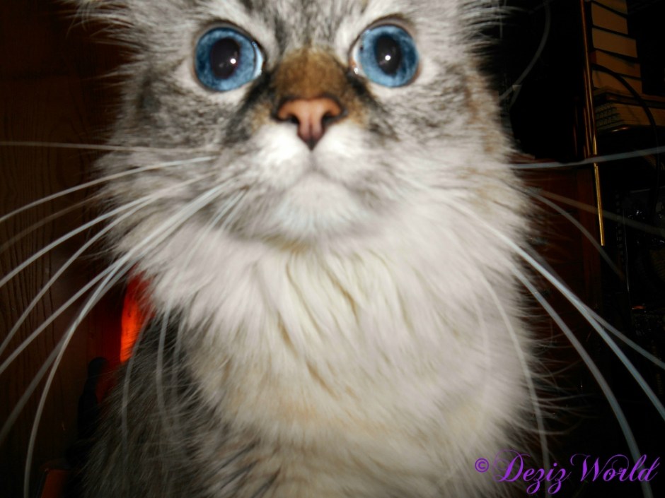 Dezi up close and personal