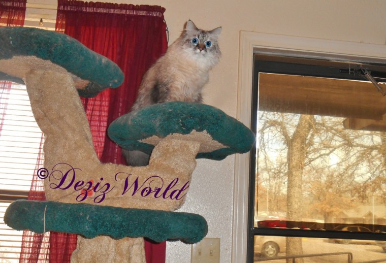 Dezi atop the Liberty cat tree overseeing her world