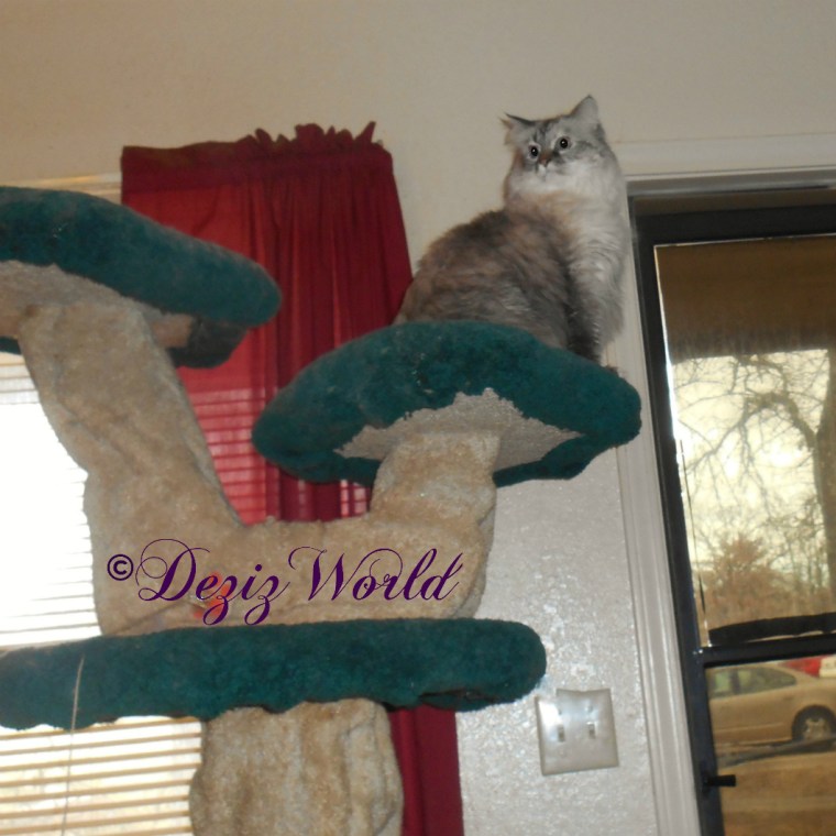 Dezi poses atop the Liberty Cat Tree