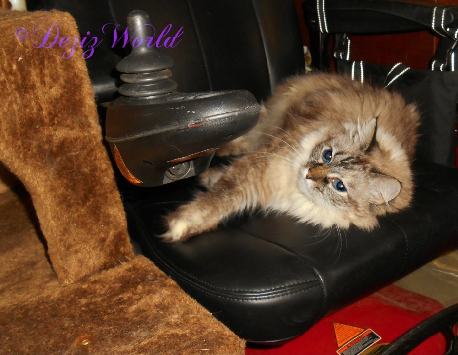 Dezi lays in the wheelchair