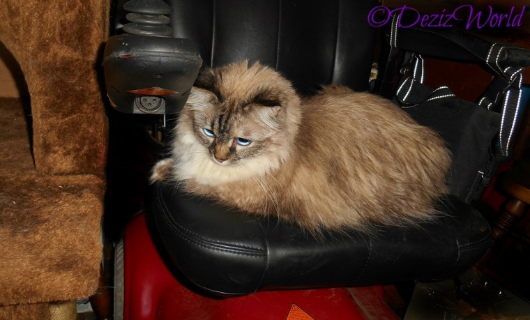 Dezi lays in wheelchair